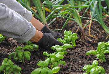 Woman planting basil seedlings in soil, closeup. Gardening concept
