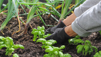 Woman planting basil seedlings in soil, closeup. Gardening concept