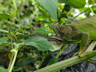A light green iguana with colorful scales and sharp details poses among natural green foliage, highlighting the beauty of the exotic reptile.