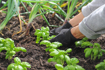 Woman planting basil seedlings in soil, closeup. Gardening concept
