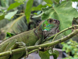 A light green iguana with colorful scales and sharp details poses among natural green foliage, highlighting the beauty of the exotic reptile.