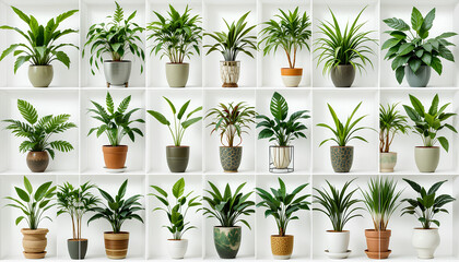 Indoor Plants Collage on Transparent Background – Modern Home Decor Greenery
