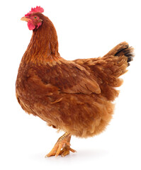 Fototapeta premium Brown hen isolated.