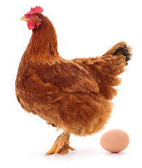 Brown hen and egg.