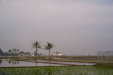 Landscape scenery of two coconut trees in the middle of the rice fields. Lush green agricultural...