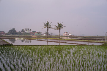 Landscape scenery of two coconut trees in the middle of the rice fields. Lush green agricultural...
