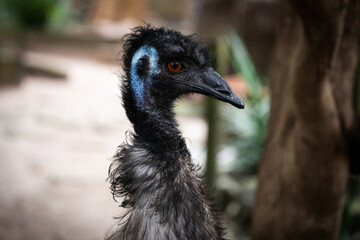 Close up portrait emu bird face outdoor farm eyes beak native australia