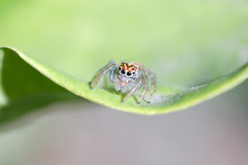 Jumping Spider, macro photography with a reversing ring in Tucumán, Argentina.
