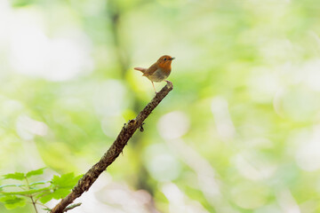 枝に先に乗るコマドリ