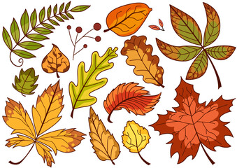 Variety of autumn leaves showcasing vibrant colors and unique shapes from a forest in the fall season