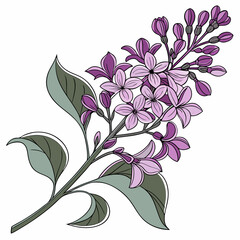 Elegant botanical illustration featuring a sprig of lilac with blooming flowers