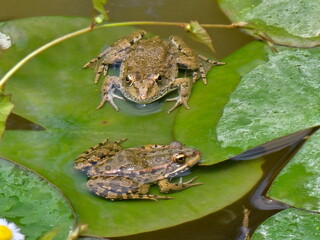 Two green frogs resting on lily pads in a pond