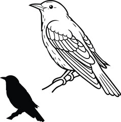 Nightingale in Mid Song Vector Illustration  
