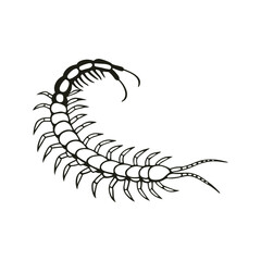  line art of centipede with curved body  insects on the white background