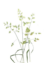 Bent grasses spikelet flowers wild meadow plants isolated on white background. Fresh wild grass flowers, herbs.