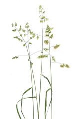 Bent grasses spikelet flowers wild meadow plants isolated on white background. Fresh wild grass flowers, herbs.