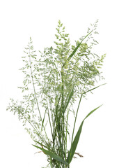 Bent grasses spikelet flowers wild meadow plants isolated on white background. Fresh wild grass flowers, herbs.