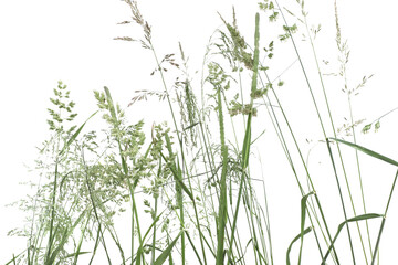 Bent grasses spikelet flowers wild meadow plants isolated on white background. Abstract fresh wild grass flowers, herbs.