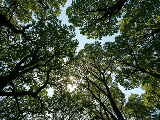 Lush Forest Canopy Reaching Towards a Bright Sky