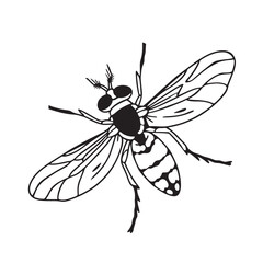 Obraz premium line art of small bgnat flying insects on the white background