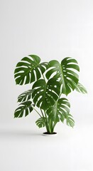 Monstera Plant with Large Green Leaves on White Background