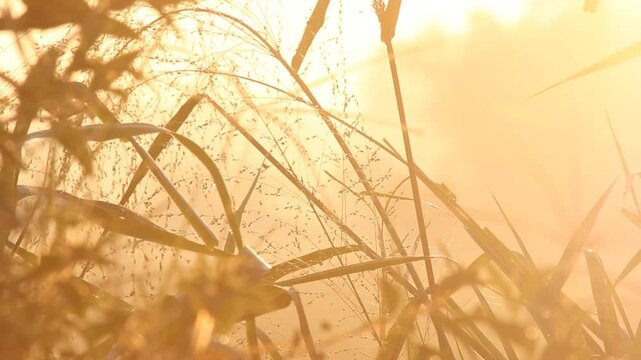 Close-up video of a sparrow perched on a grass stalk in the morning with the morning sun in the background