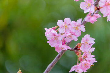 緑の背景に咲く淡いピンクの桜の花