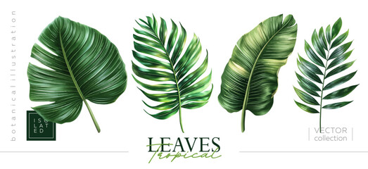 Explore the Tropical Leaves Collection perfect for enhancing your Graphic Design and Decor projects. Vectorized hand drawn gouache illustrations.