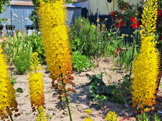 Long branches of eremurus stenophyllus or stanleya pinnata with yellow flowers bloom in the...