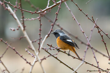 枝にとまるジョウビタキの雄の横姿