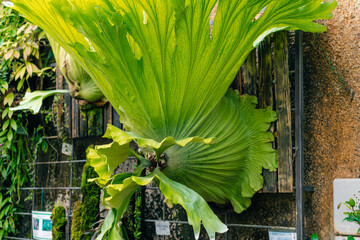 Staghorn fern called Platycerium superbum grows tall and green with textured leaves
