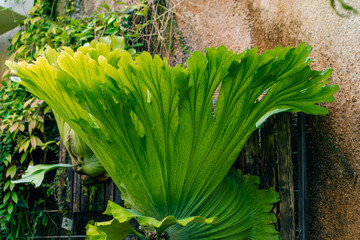 Staghorn fern called Platycerium superbum grows tall and green with textured leaves