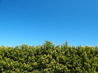 Obraz premium 槇の生垣と春の青空