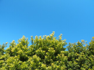 槇の生垣と春の青空