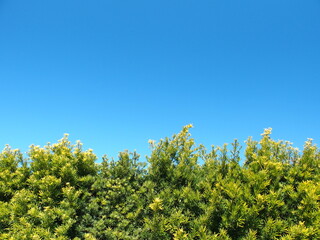 槇の生垣と春の青空