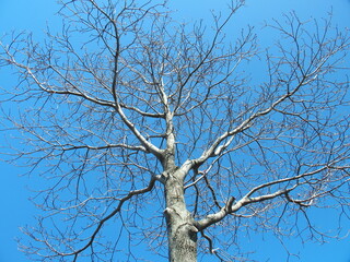 早春の花芽を付けたハナミズキと青空