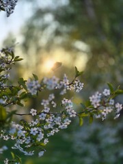 blooming cherry tree