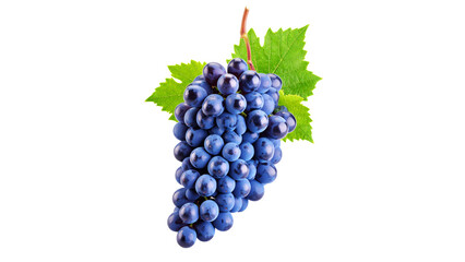 Fototapeta premium Ripe blue grape hyacinth berries isolated on white