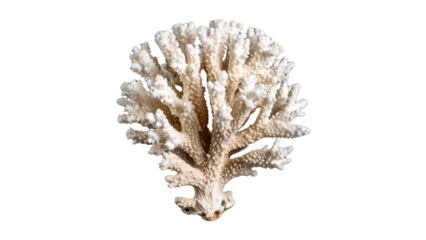 Dry grass isolated on a white background with hints of dried winter wheat and delicate floral branches, perfect for seasonal decoration