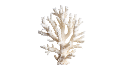 Dry grass isolated on a white background with a hint of winter's decorative plant branches