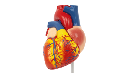 Model of the heart of a living being