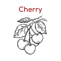 Line drawing of cherry, cherries on a branch. Vintage cherry, cherries or lemon, cherries on a branch for juice label. Vector black ink, outline food illustration with juicy slice and fruit peel for h