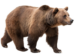 Fototapeta premium brown bear isolated on white