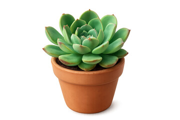 Fototapeta premium Green echeveria succulent growing in terracotta pot with transparent background