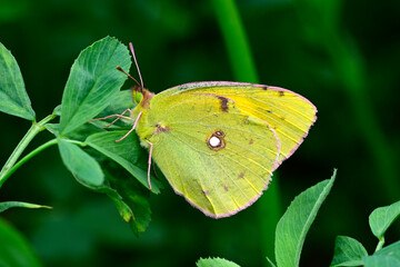 Postillon // clouded yellow (Colias croceus)