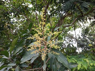 Mango blossoms on a tree