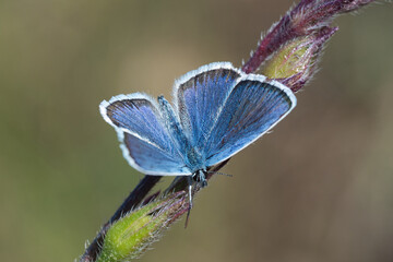 Gümüş Lekeli Esmergöz » Plebejus argus » Silver-studded Blue