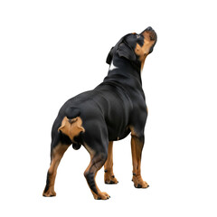 Obraz premium Black and tan dog standing rear view isolated