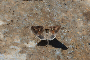 butterfly on the ground