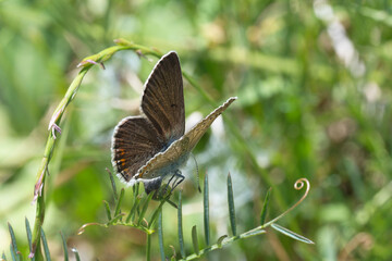 Lycaenidae / Çokgözlü Menekşe Mavisi / Chapmans blue / Polyommatus thersites